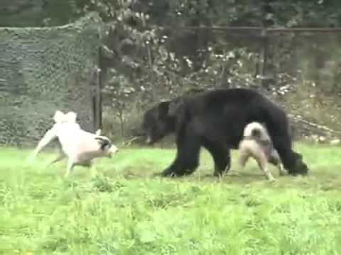 köpekler - Bağlı Bir Ayı'ya Saldıran Köpekler Part 2 http://www.youtube.com/watch?v=aVyU-rzluxM&feature=youtu.be Çok Yakında Yeni Videolar Gelicek ! Buda Domuza Saldıra...