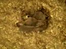 5 Day Old Bunnies