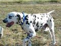 troilus de puech barrayre: toscano le dalmatien