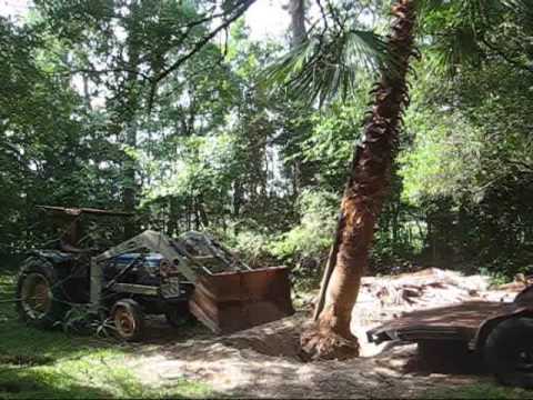 how to transplant a 20 ft tree