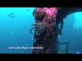 PLM-27 Wreck Dive Newfoundland