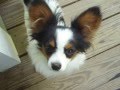 My New Papillon Puppy