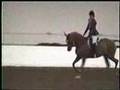 Hanoverian Arabian Gelding, HA On Donner