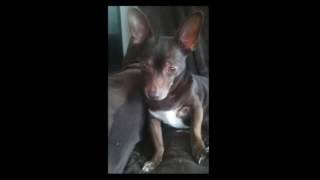 firecrackers killed my dog
