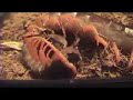 giant vietnamese centipede giant vietnamese centipede