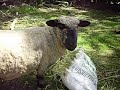 juanita conoce a shaila