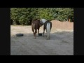 GHS Butt Movie.wmv