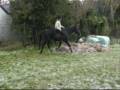 Bareback and bridleless