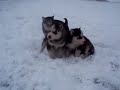 siberian husky 2 weibchen 1 rüde von Nana blaue Augen