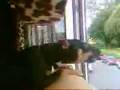 videos de mijn hond angel