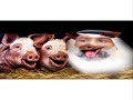 عادل الصرعاوي و الخنازير