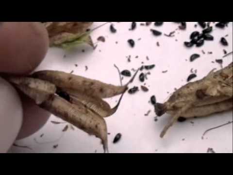 how to harvest aquilegia seeds
