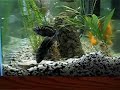 Jack Dempsey cichlids part 5