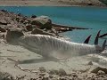 Prehistoric Warriors