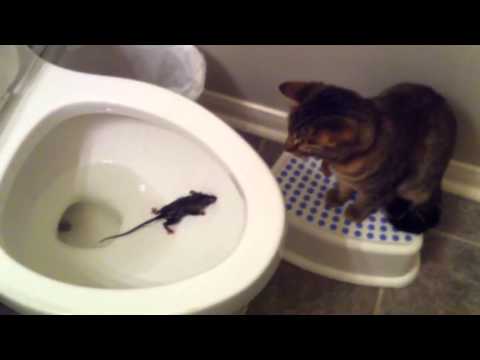 сонник котенок ловит крысу сонник котенок ловит крысу