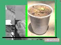 germination 2 germination 2