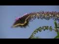 Loudoun County Master Gardeners' Demo Garden
