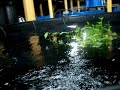 Click here to watch this video Ternakan Ikan Ketutu Mega