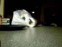 spy gear: motion detector review spy gear: motion detector review