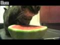 videos de Watermelon Kitty