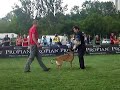 DRESAJ PAZA MALINOIS - CLUJ www.bestk9nation.com DRESAJ PAZA MALINOIS - CLUJ www.bestk9nation.com