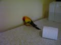Pet sun conure Being funny