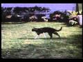 2010-05-09 | Problem Child tv ad ~> A tv ad for Problem Child coming to theaters. ... Problem Child John RItter Jack Warden Gilbery Gottfried Amy Yasbeck Michael Richards ... ()