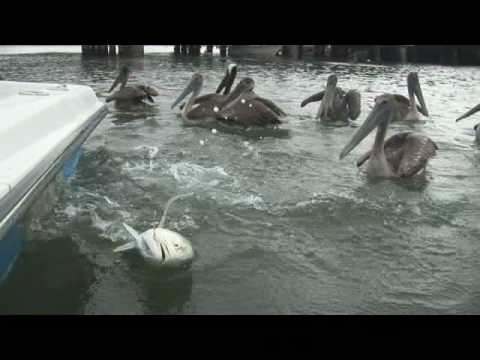 Canal Tuna Reloaded! HQ Full Show Chew On This