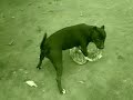 a- american pit bull