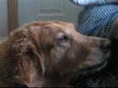 My Dog Barking Pt.2