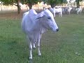 Vacas mansas Vacas mansas