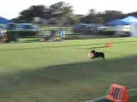 Canis major #3 Rory & Jack