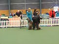 Afghan Baily Best in show judge Afghan Baily Best in show judge