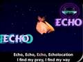 Echolocation