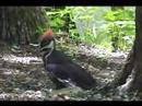Woodpeckers