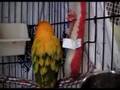 Seuss Sun Conure