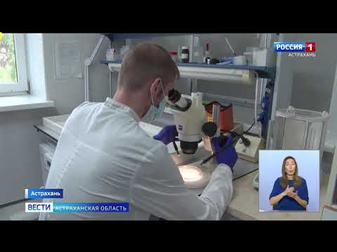 Более одного миллиона тонн экспортного зерна проконтролировано Управлением Россельхознадзора с начала года в Астраханской области