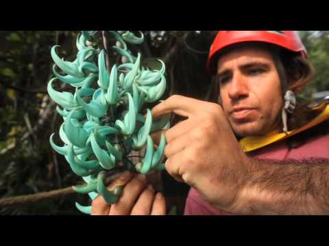 how to plant jade vine