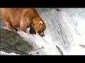 New John West Salmon Ad Bear vs Fisherman New John West Salmon Ad Bear vs Fisherman