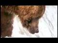 New John West Salmon Ad Bear vs Fisherman