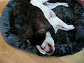 wrestle wrestle growl
