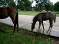 videos de Kestrel's Cool Day