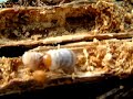 Lesser stag beetle larva (Dorcus parallelipipedus) Lesser stag beetle larva (Dorcus parallelipipedus)