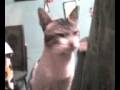 gato