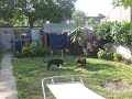 Staffies Playing Air Hockey with a Food Bowl