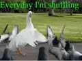 гусь голуби утки Everyday I