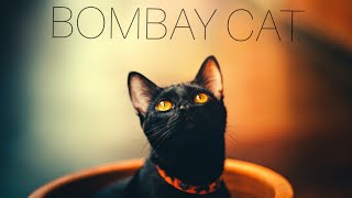 Bombay cat / Noisy Tamil #cats #myfirstshorts #shorts #basicknowledge #tamilinformation
