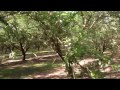 Marc Suderman #183 - Nonpareil, Monterey almonds: 3/27/12