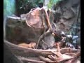 Primate versus Large Rodent Primate versus Large Rodent