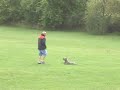 Dog Training 9 month old AmStaff \"Hummer\" Sept 16th
